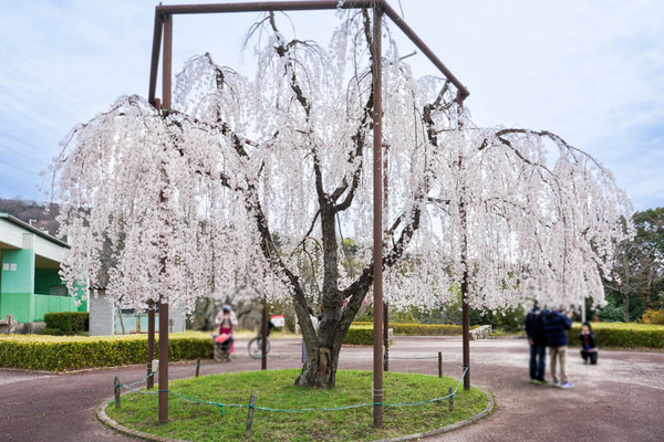 摂津峡公園-2023032132