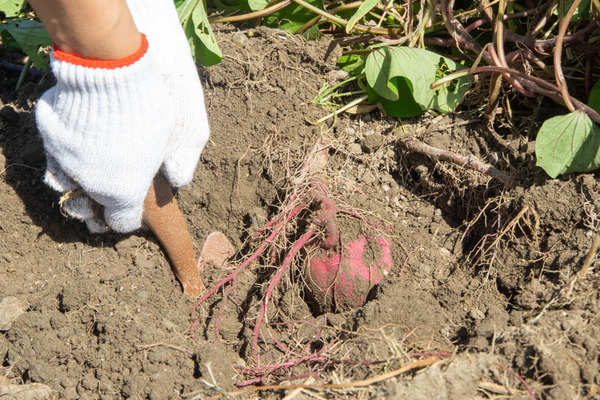 芋掘り20231013132730