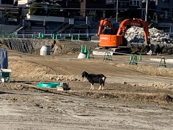 インターヤギ-202112221