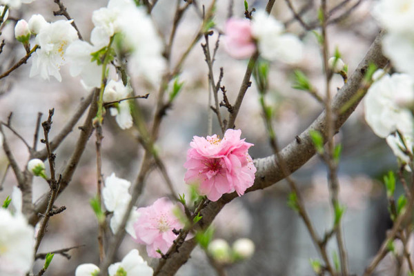 新川桜堤20230324225254