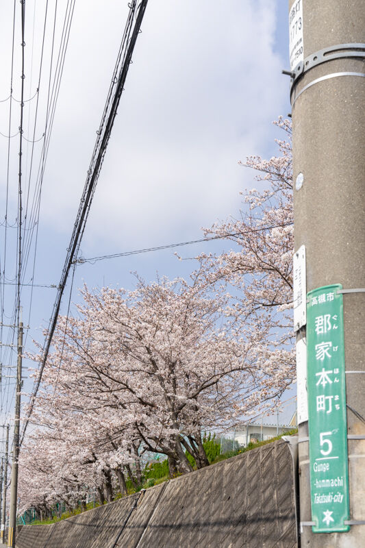 桜-21032916
