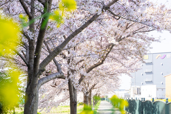 桜-2103311
