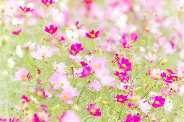 三島江のコスモスが見頃迎えてる。ただし猛暑の影響あり【たかつ