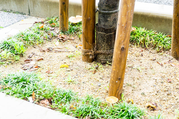 きのこ富田町-202105215