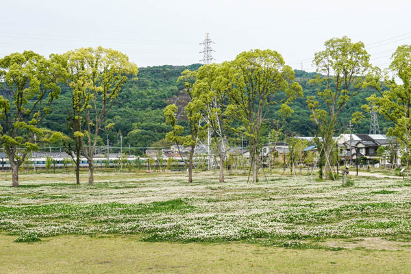 シロツメクサ-2022051619