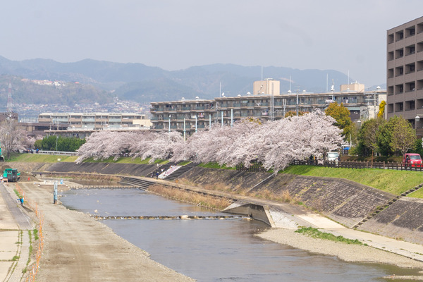 桜-21032919