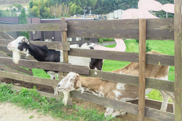 THEFARM20230822105153