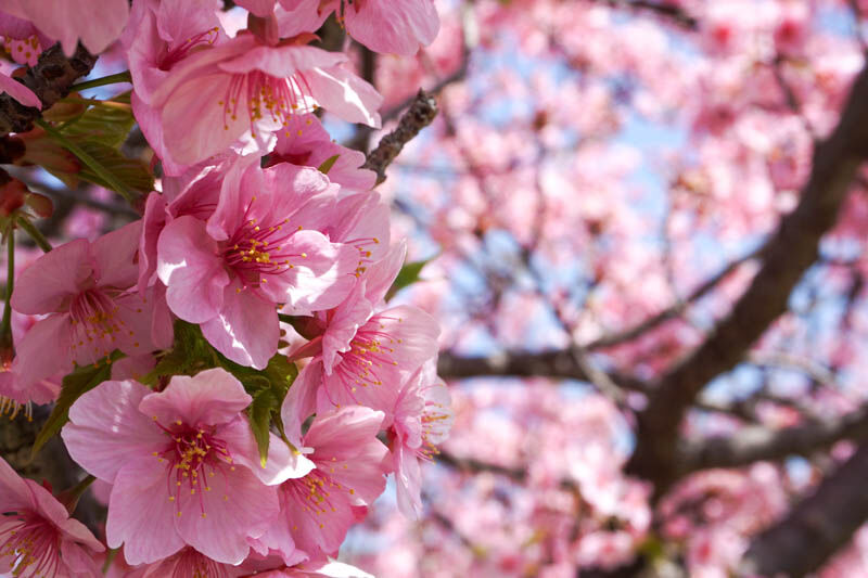 久留米市花畑駅高架下の河津桜が見頃！ピンク色の早咲き桜【2022