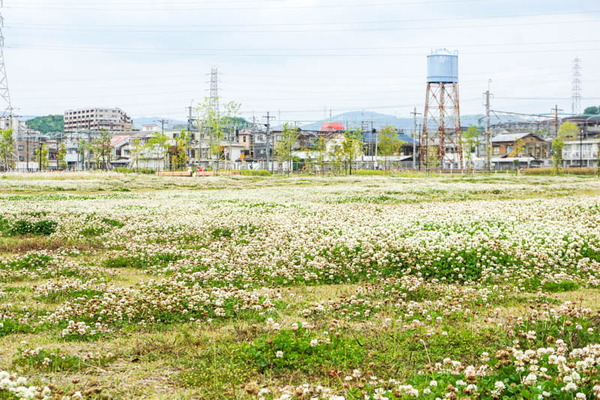 シロツメクサ-202205161