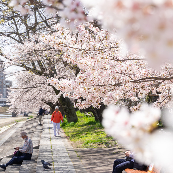 桜-2103317