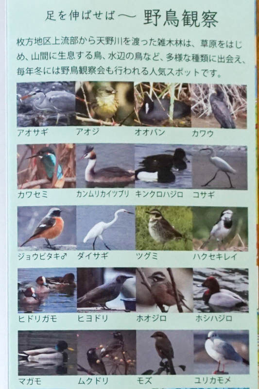 三島江地区河川敷公園-2022060241
