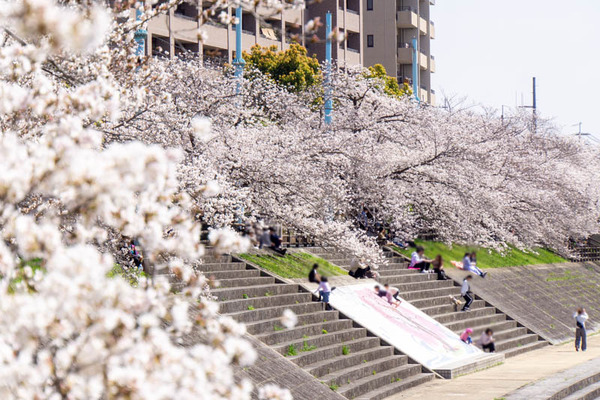 桜堤20230330005752