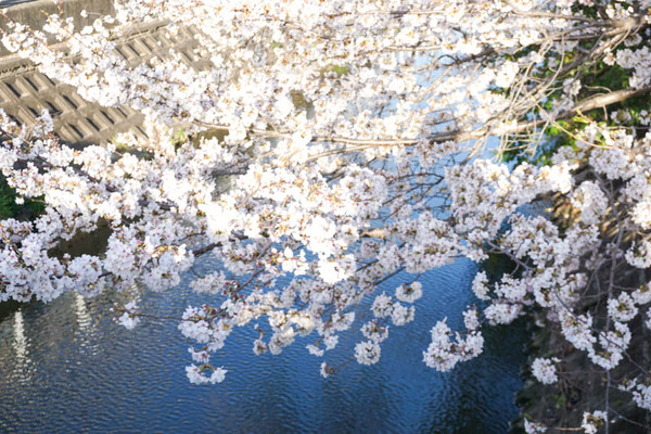 さくら-2023032827