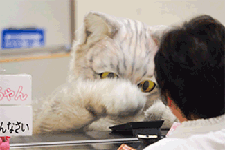 ねこさむね