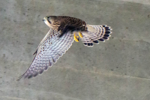 はやぶさ20210624165902-2