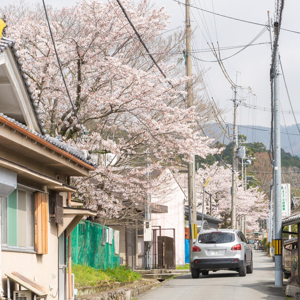 桜-2103298