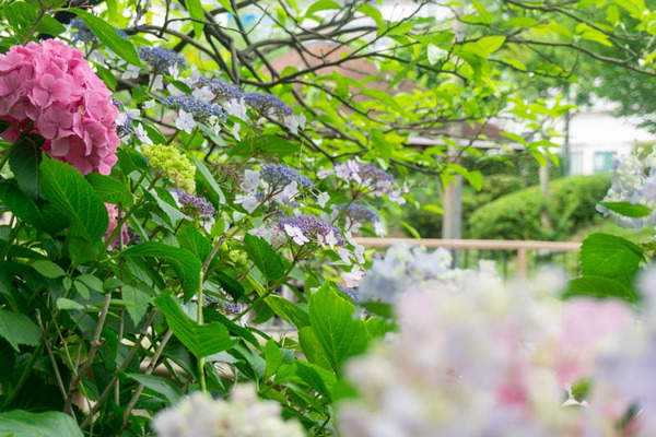 あじさい20210603145908