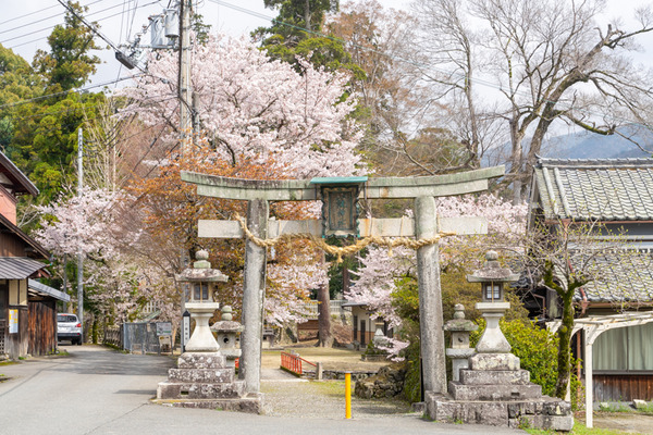 桜-2103299