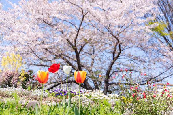 玉川橋桜20240410124401