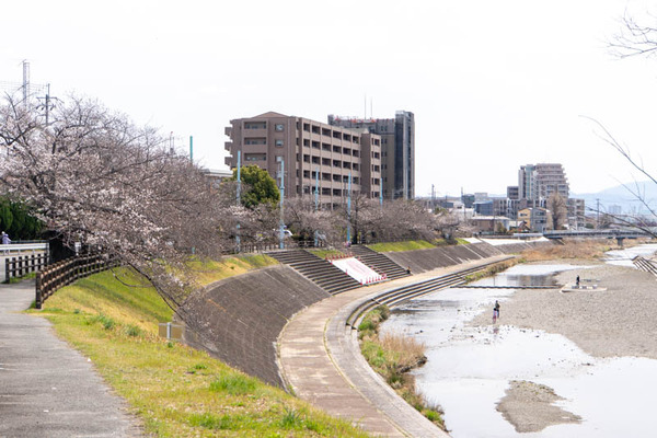 芥川桜堤公園20250331111308