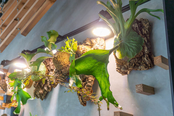 tureplants20211018131852