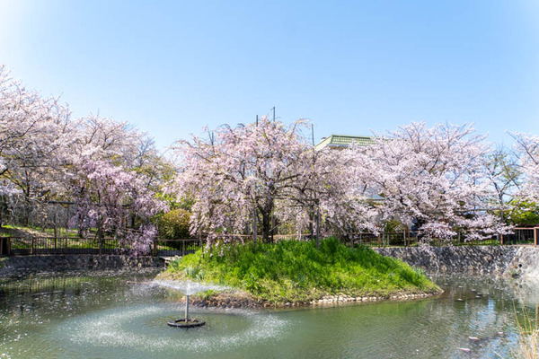 筒井池公園桜20240410115256