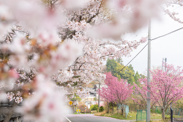 桜-2103297