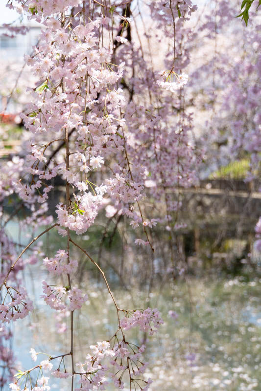 筒井池公園桜20240410115542
