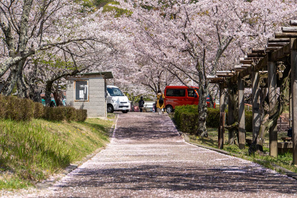 摂津峡桜20240410103647