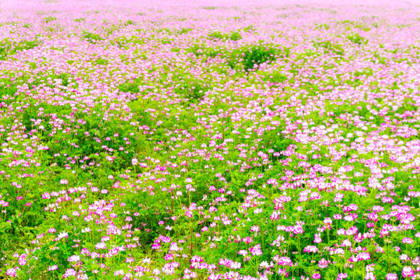 れんげ-202205067