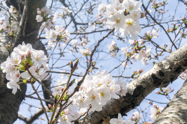 桜-2103222