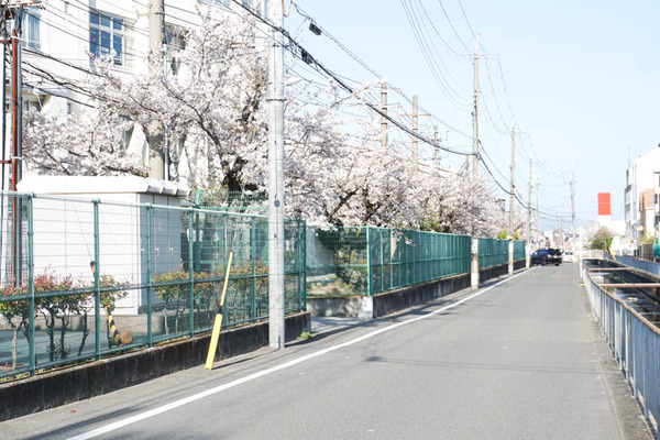 さくら-2023032812