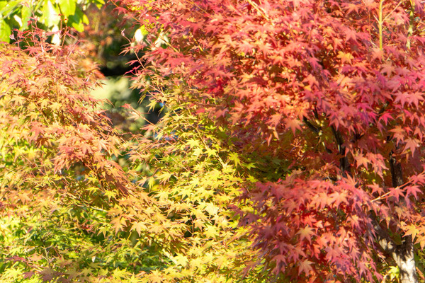 紅葉20231103152513