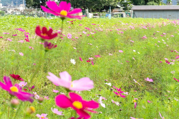 郡家新町の畑で「じゃがいも・たまねぎ収穫体験イベント」が開催されるみたい。5月24日