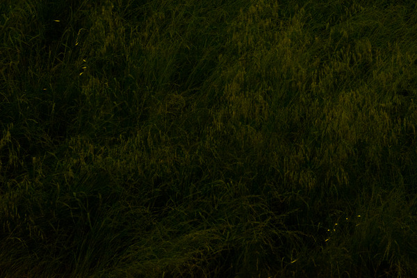 ヒメボタル-2305125