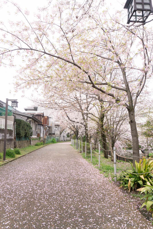 さくら筒井池公園20210329092756