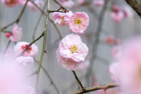 上宮天満宮の梅20220222155817