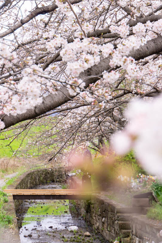 新川桜堤20230324225051