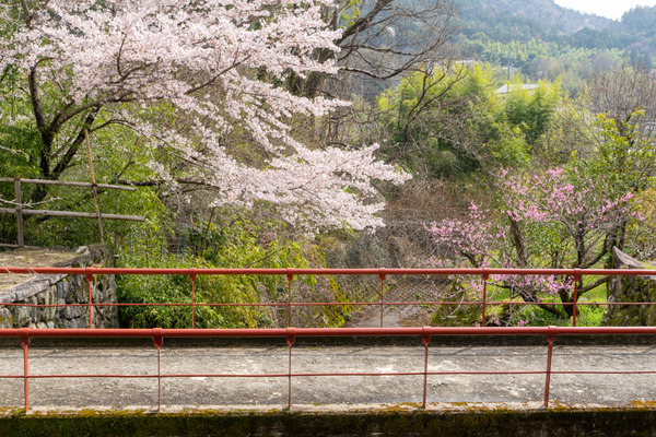桜-21032911