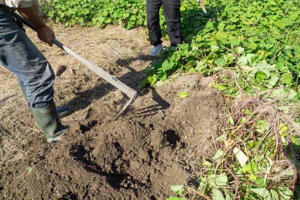 芋掘り20231013135623