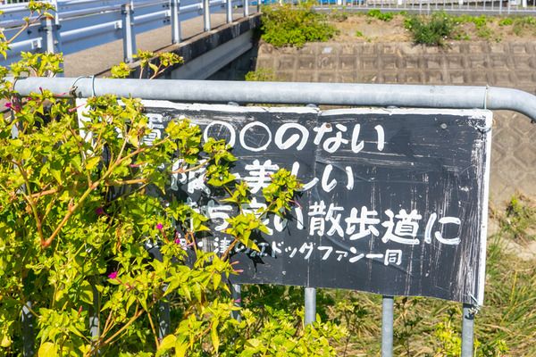 おしろい花-2010275
