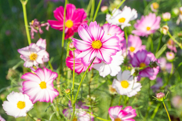 コスモス20231012155323