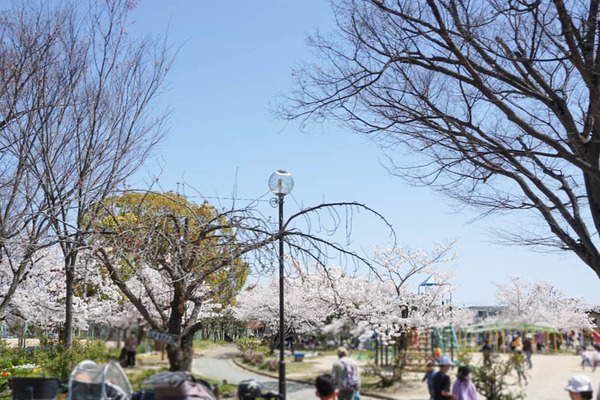 高槻城公園さくら-202204054