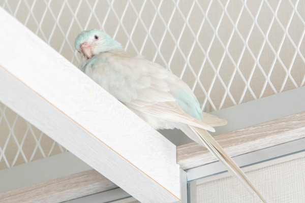 小鳥遊カフェ20241010110557