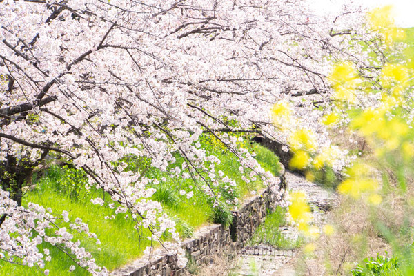 新川堤20230401005910