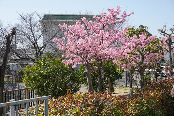 筒井池公園河津桜-202303111