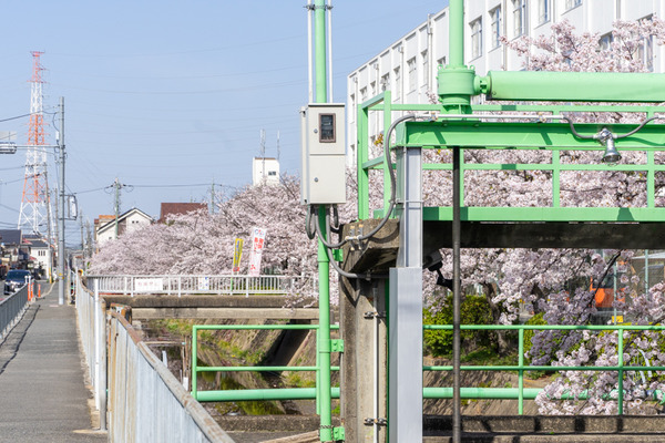 桜-2103314