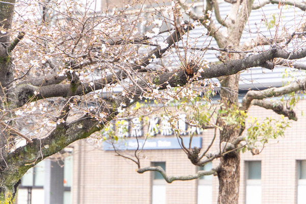 水無瀬桜20250328094823