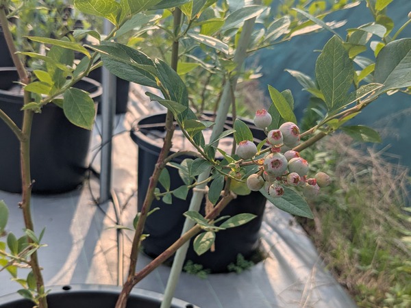 PXL_20250705_072922512