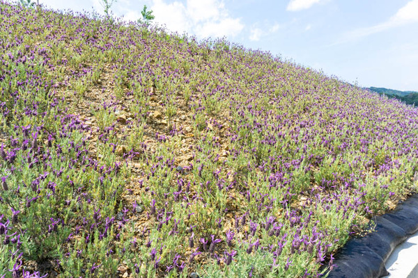 はなだ公園-2021052340